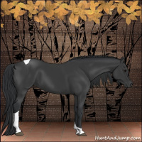 Horse Color:Black Tobiano 