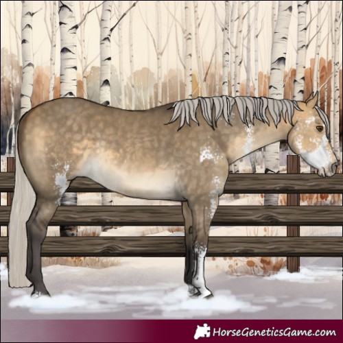 Horse Color:Silver Buckskin Dun Sabino 