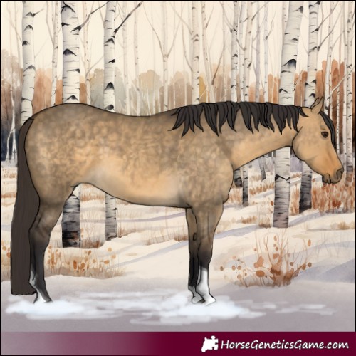 Horse Color:Buckskin Dun Tobiano