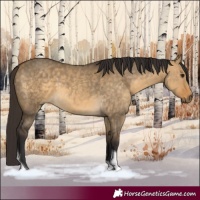 Horse Color:Buckskin Dun Tobiano 