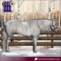 Horse Color:Silver Smoky Grullo Roan Tobiano Rabicano 