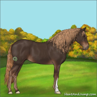 Horse Color:Liver Chestnut 