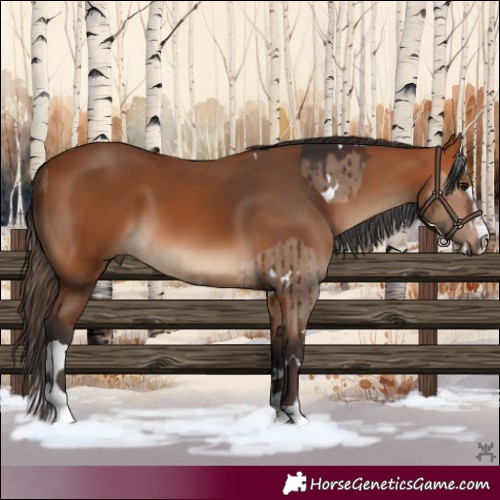 Horse Color:White Spotted Bay Dun Brindle and Bay