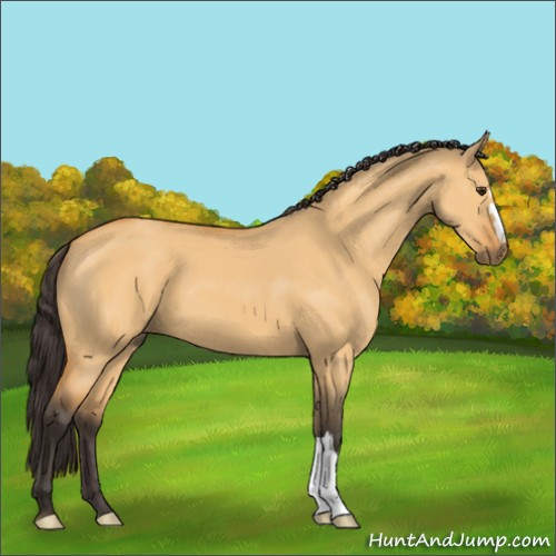 Horse Color:Unknown 