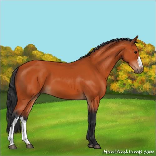 Horse Color:Unknown 
