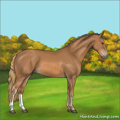 Horse Color:Unknown 