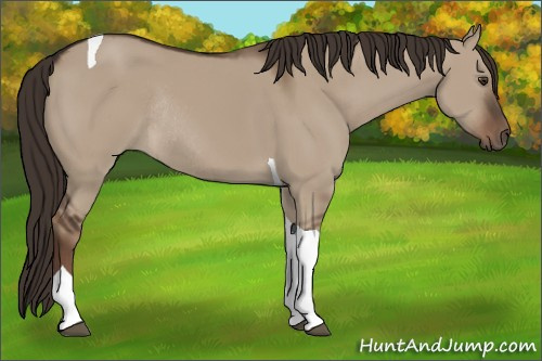Horse Color:Liver Red Dun Tobiano Rabicano