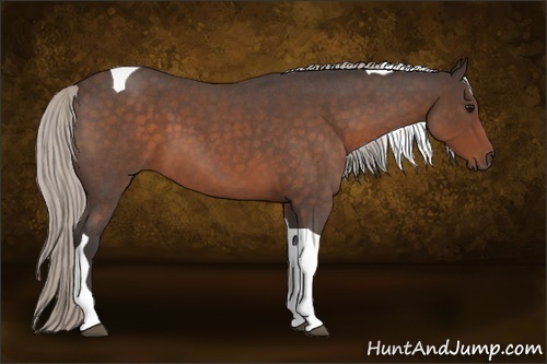 Horse Color:Silver Bay Roan Tobiano 