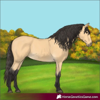 Horse Color:Buckskin 