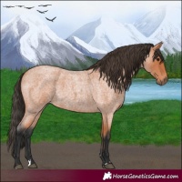 Horse Color:Bay Roan 