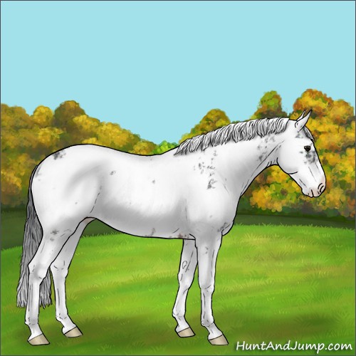 Horse Color:Brown Sabino 