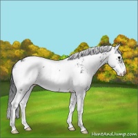 Horse Color:Brown Sabino 