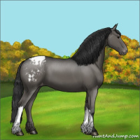 Horse Color:Black Appaloosa