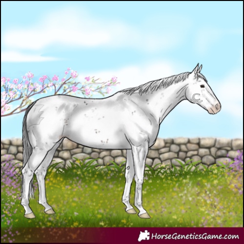 Horse Color:Brown Sabino