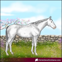 Horse Color:Brown Sabino 