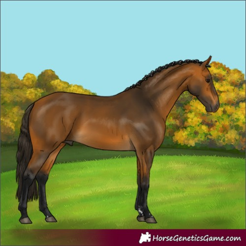 Horse Color:Gray Buckskin