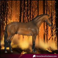 Horse Color:Gray Buckskin 