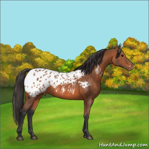 Horse Color:Bay Appaloosa 