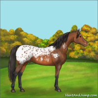 Horse Color:Bay Appaloosa