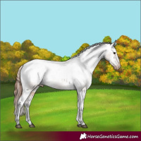 Horse Color:Bay Dun Snowcap 