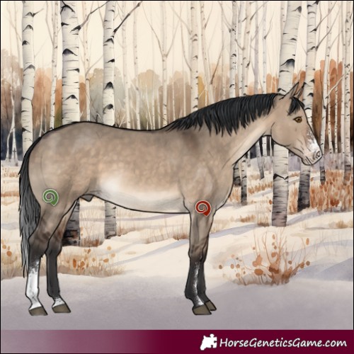Horse Color:Brown Dun Sabino Rabicano 