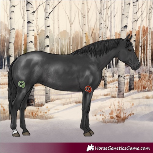 Horse Color:Black Rabicano 