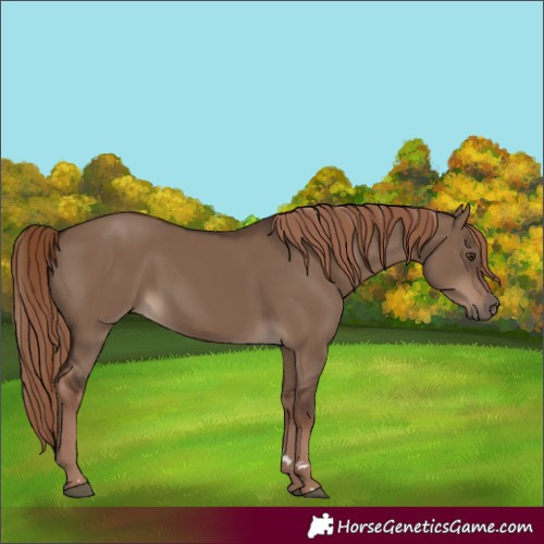 Horse Color:Liver Red Dun Rabicano 