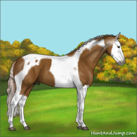 Horse Color:Gray Palomino Splash Tobiano