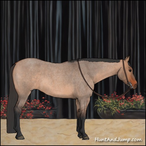 Horse Color:Bay Roan Dun 