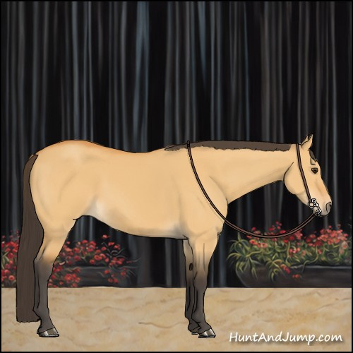 Horse Color:Buckskin Dun 