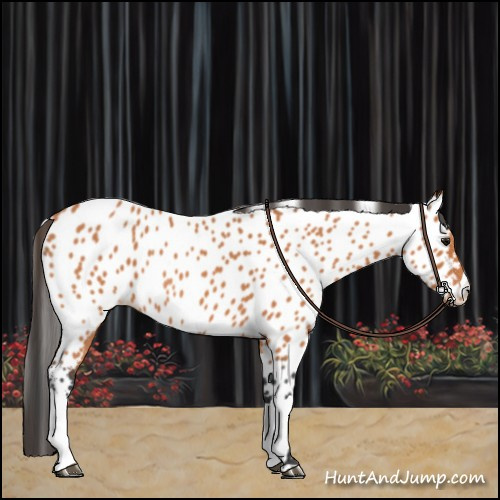 Horse Color:Bay Roan Appaloosa 