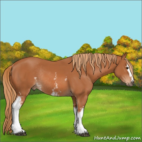Horse Color:White Spotted Chestnut Rabicano