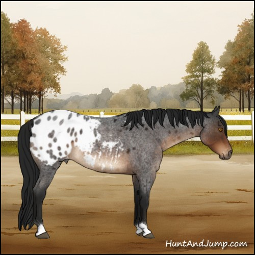 Horse Color:Gray Brown Roan Appaloosa 
