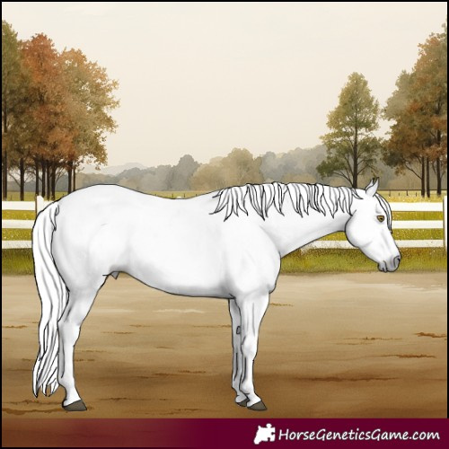 Horse Color:Gray Brown Roan Appaloosa 