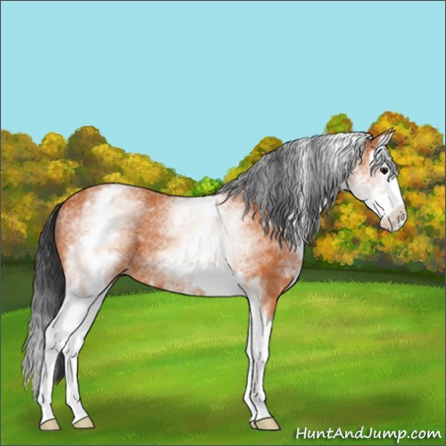 Horse Color:White Spotted Bay Splash Rabicano 