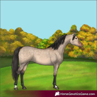 Horse Color:Brown Dun
