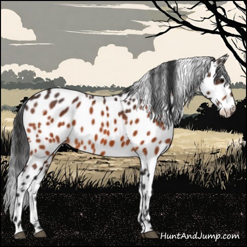 Horse Color:Bay Appaloosa 