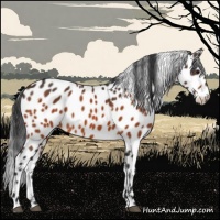 Horse Color:Bay Appaloosa 