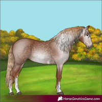 Horse Color:Gray Chestnut Sabino
