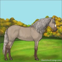 Horse Color:Silver Grullo 