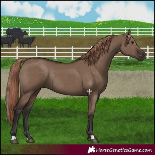 Horse Color:Liver Red Dun Rabicano 