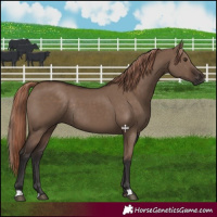 Horse Color:Liver Red Dun Rabicano 