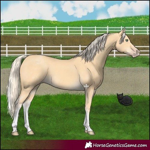 Horse Color:White Spotted Gold Cream Champagne 