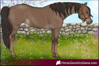Horse Color:Liver Red Dun Rabicano 