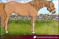 Horse Color:Chestnut Rabicano 