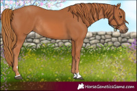 Horse Color:Chestnut Rabicano 