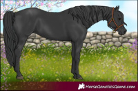 Horse Color:Black Rabicano 