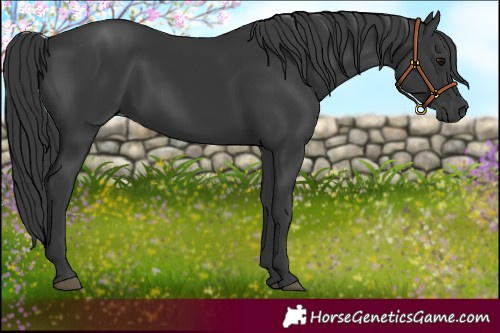Horse Color:Black Rabicano 