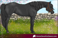 Horse Color:Black Rabicano 
