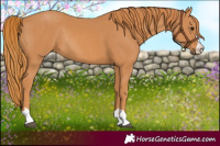 Horse Color:Chestnut Rabicano 